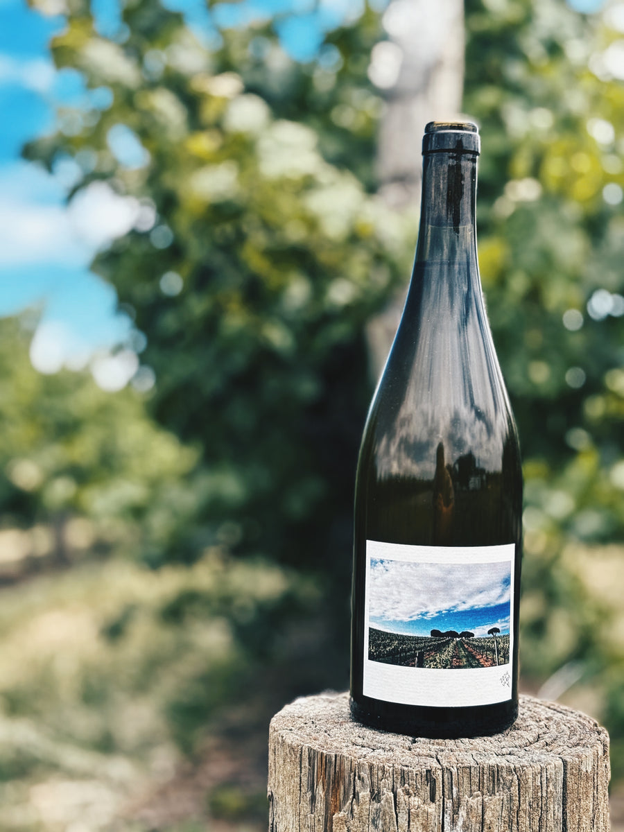 2024 Tea Tree Hill Barrel Vermentino